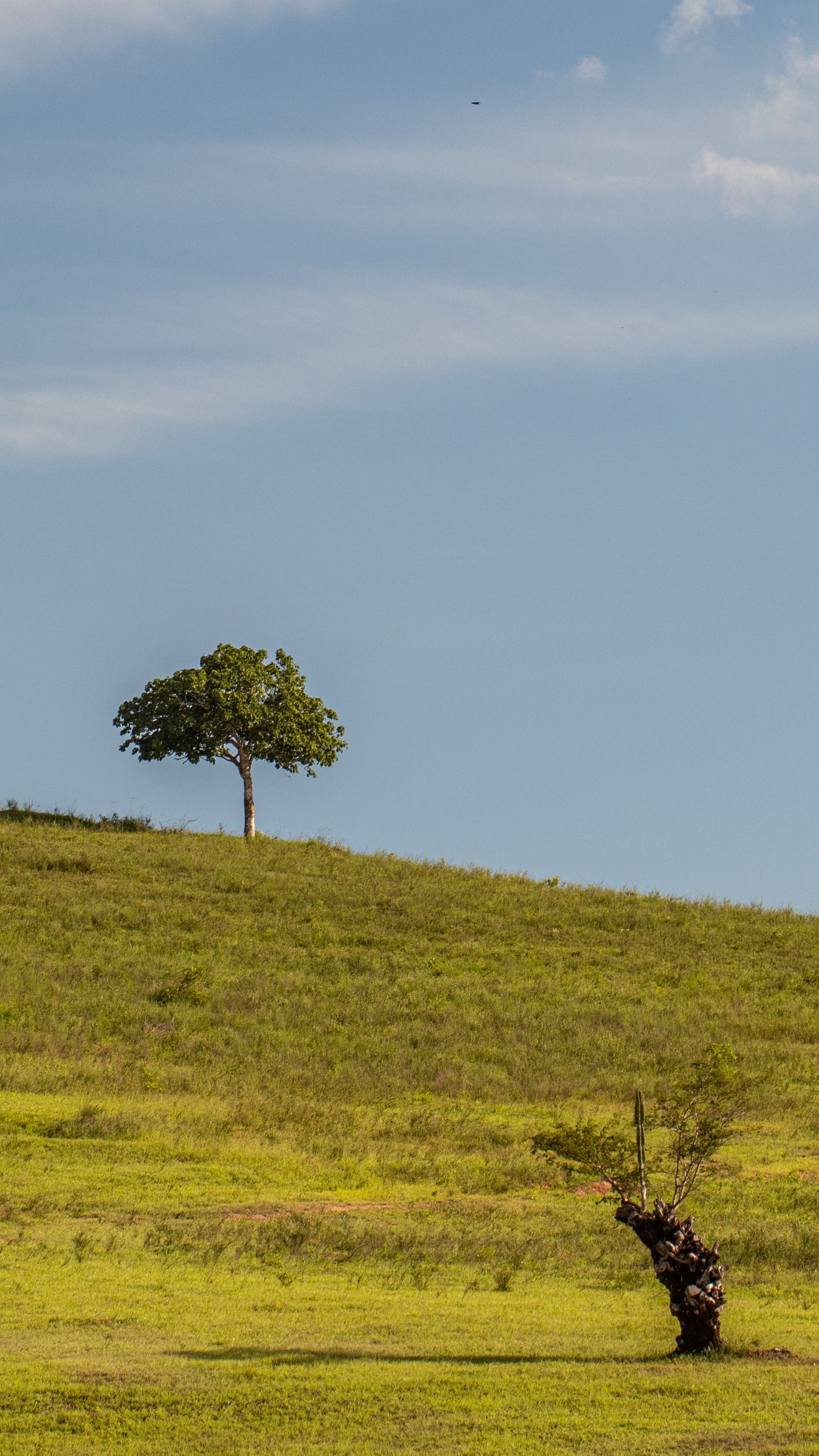 Llanos Orientales